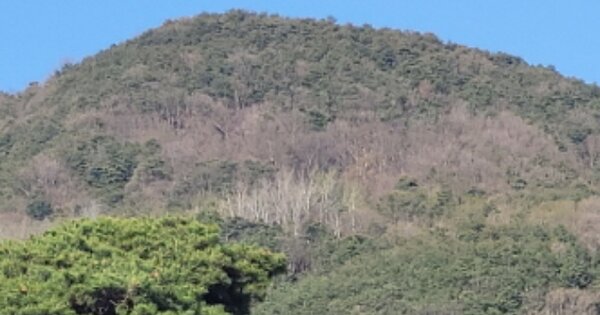 경상북도 청도군 청도읍 운산리 OOOOOO 임야 경매 물건 이미지