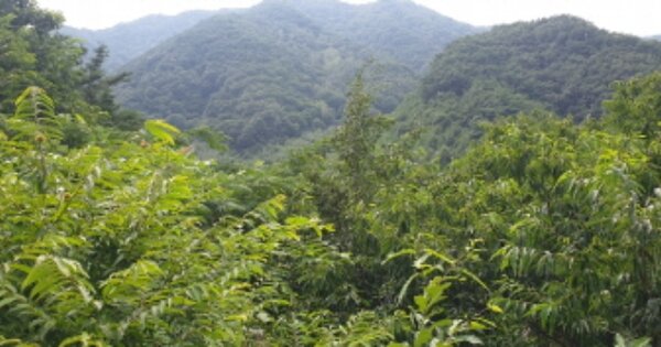 전라남도 구례군 간전면 금산리 OOOO 임야 경매 물건 이미지