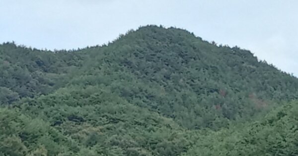 경상남도 하동군 고전면 신월리 OOOOO 임야 경매 물건 이미지