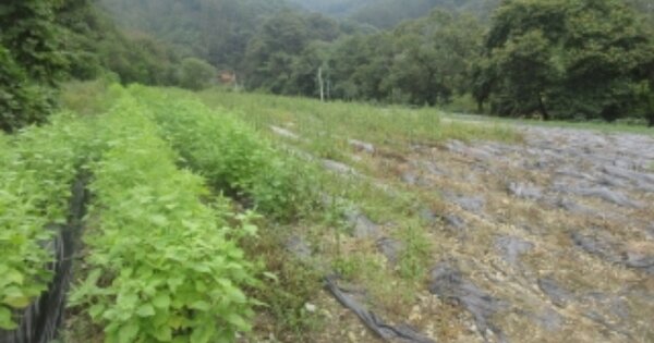 충청북도 괴산군 문광면 신기리 OOO 전 경매 물건 이미지