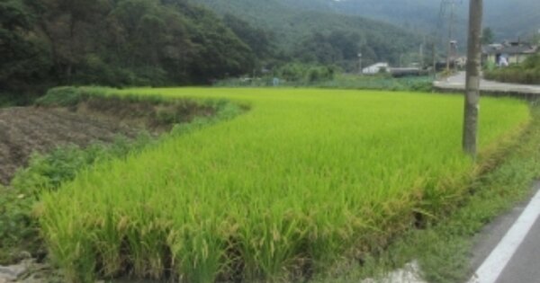 충청북도 괴산군 문광면 신기리 OOOOO 답 경매 물건 이미지