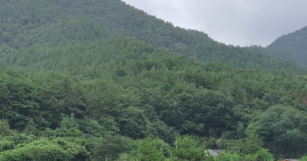 전라남도 장흥군 안양면 수락리 OOOOO 임야 경매 물건 이미지