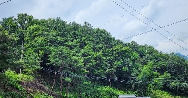 충청북도 제천시 청풍면 광의리 OOOOO O OOO 임야 경매 물건 이미지
