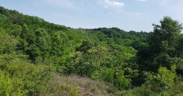 경상북도 군위군 산성면 화본리 OOOOOO 임야 경매 물건 이미지