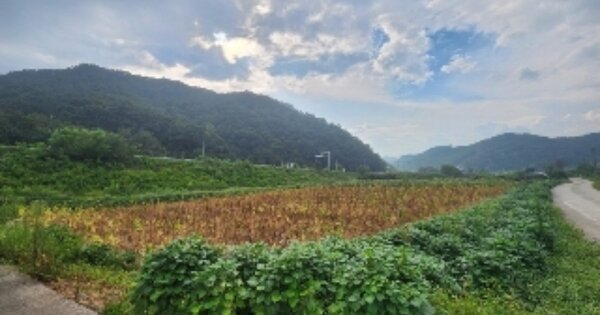 충청북도 옥천군 청성면 화성리 OOOOO O OOO 답 경매 물건 이미지