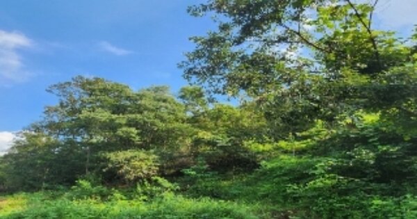 충청북도 옥천군 청성면 화성리 OOOOO 임야 경매 물건 이미지