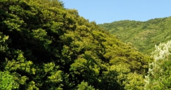 경상북도 경주시 산내면 대현리 OOOOOO 임야 경매 물건 이미지