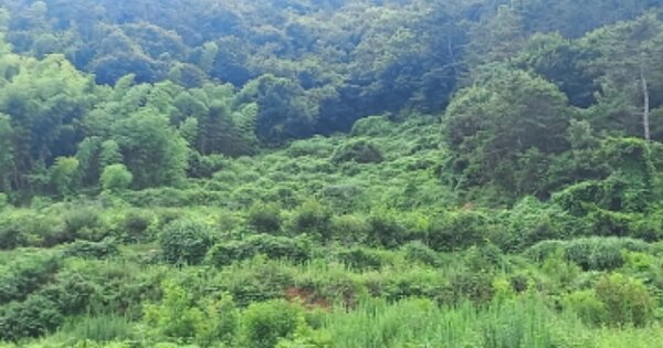 경상남도 거제시 하청면 어온리 OOOO 답 경매 물건 이미지