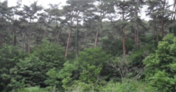 전라북도 부안군 상서면 통정리 OOOOOO O OOO 임야 경매 물건 이미지