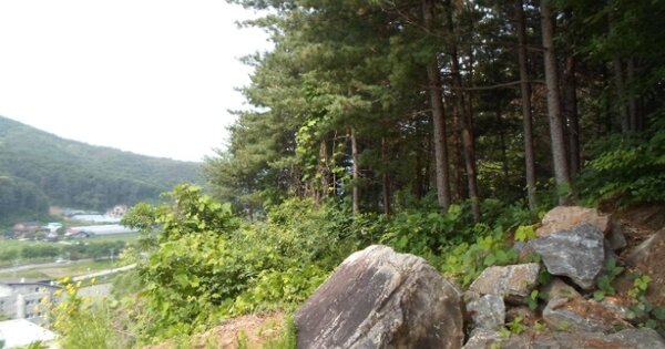 경기도 양평군 양서면 부용리 OOOOO 임야 경매 물건 이미지