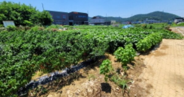 대구광역시 달성군 논공읍 금포리 OOOO 대지 경매 물건 이미지