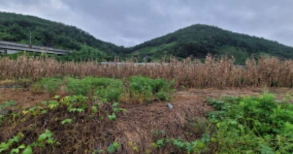 경상북도 고령군 성산면 사부리 OOOOO 답 경매 물건 이미지