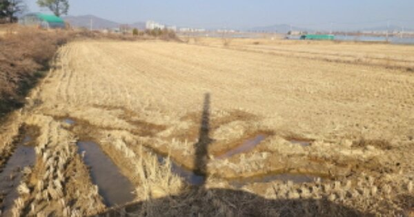 대구광역시 달성군 옥포읍 본리리 OOO O OOO 답 경매 물건 이미지