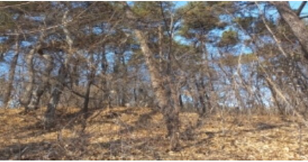 경기도 평택시 포승읍 홍원리 OOOO 임야 경매 물건 이미지