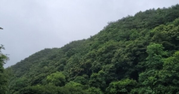 충청북도 괴산군 청천면 고성리 OOOOO 임야 경매 물건 이미지