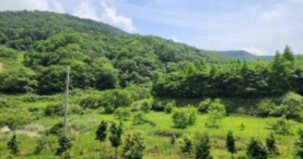 전라남도 보성군 벌교읍 추동리 OOOO 임야 경매 물건 이미지
