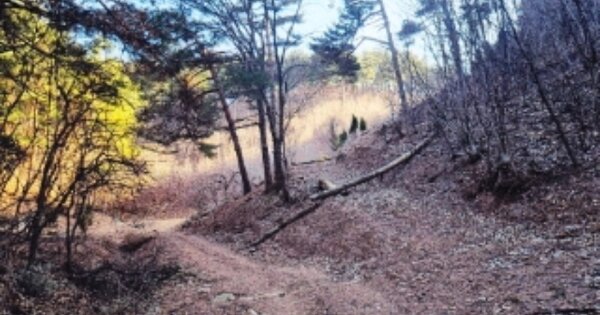 강원특별자치도 삼척시 미로면 동산리 OOOO 전 경매 물건 이미지