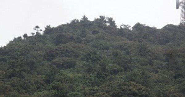 전라남도 여수시 삼산면 서도리 OOOO O OOO 임야 경매 물건 이미지