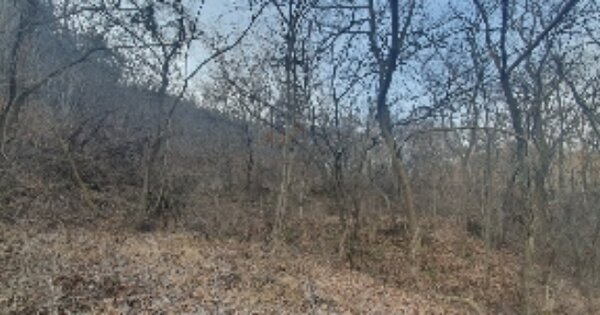경상남도 의령군 유곡면 송산리 OOOO 임야 경매 물건 이미지