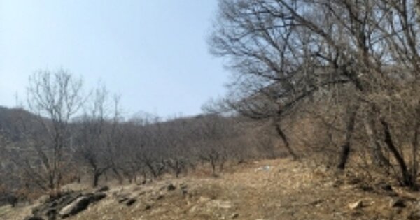 충청남도 천안시 동남구 목천읍 송전리 OOOO 임야 경매 물건 이미지