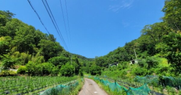 경상북도 영천시 고경면 오룡리 OOOOO 임야 경매 물건 이미지