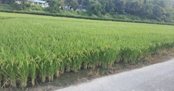 충청남도 아산시 장존동 OOOOO 답 경매 물건 이미지