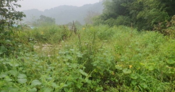 세종특별자치시 금남면 영대리 OOOOO 대지 경매 물건 이미지