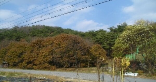충청남도 청양군 남양면 구룡리 OOO 임야 경매 물건 이미지
