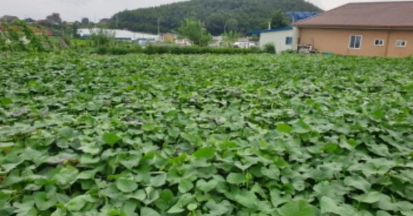 경기도 안산시 단원구 대부동동 OOOOO 임야 경매 물건 이미지