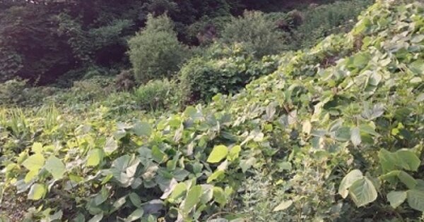 충청남도 공주시 신풍면 화흥리 OOO 대지 경매 물건 이미지