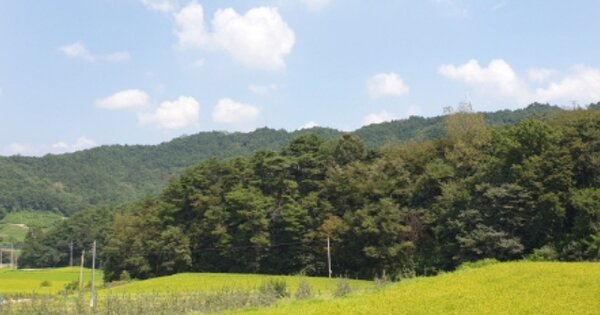 경상남도 거창군 거창읍 장팔리 OOOOOO 임야 경매 물건 이미지