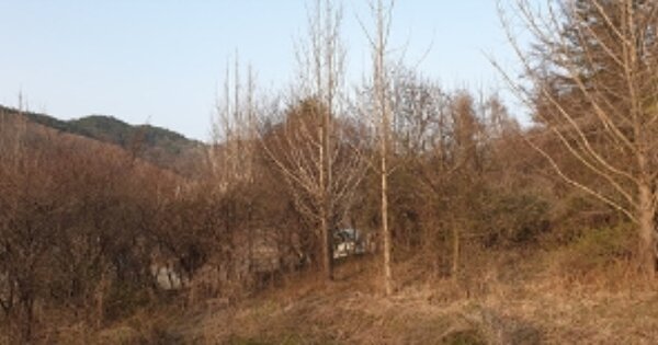 충청남도 예산군 신양면 하천리 OOO 전 경매 물건 이미지