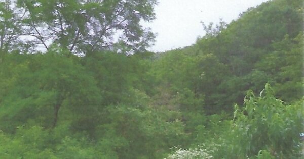 경상북도 포항시 남구 구룡포읍 병포리 OOOOOO 임야 경매 물건 이미지