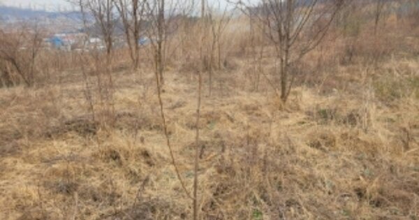 충청남도 아산시 음봉면 동암리 OOOOOO 임야 경매 물건 이미지