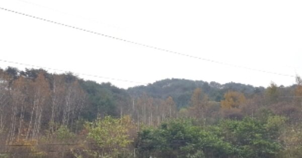 강원특별자치도 화천군 화천읍 풍산리 OOOO 임야 경매 물건 이미지