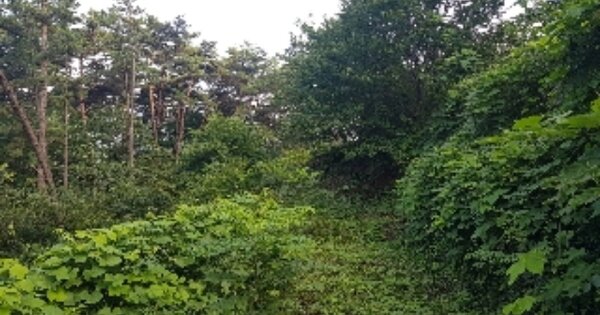 전라남도 순천시 승주읍 월계리 OOOO O OOO 임야 경매 물건 이미지