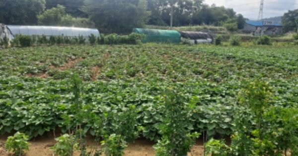 충청남도 아산시 신창면 행목리 OOO O OOO 답 경매 물건 이미지