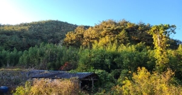 전라남도 화순군 이양면 구례리 OOOO 임야 경매 물건 이미지