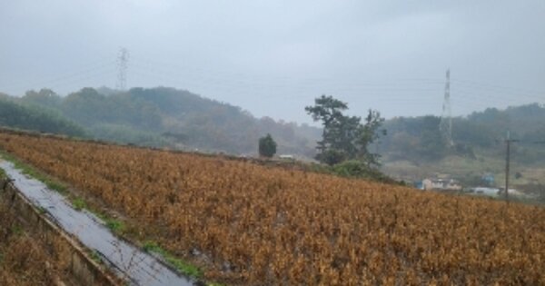 전라남도 영광군 홍농읍 단덕리 OOOOO 전 경매 물건 이미지