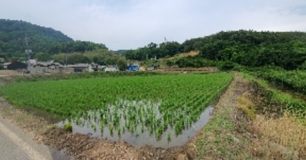충청북도 옥천군 청산면 만월리 OOO 답 경매 물건 이미지