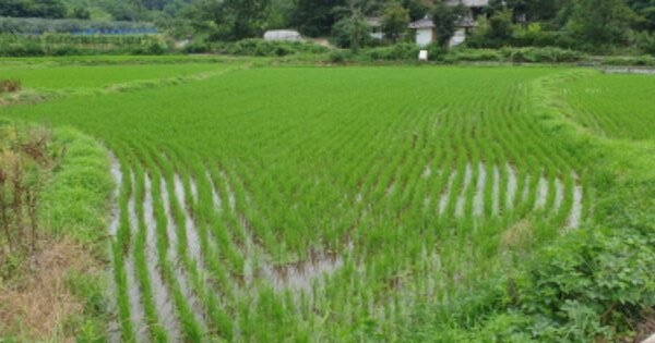 경상남도 함양군 수동면 우명리 OOOOO 답 경매 물건 이미지
