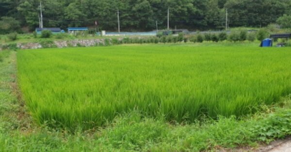 경상남도 합천군 대양면 아천리 OOO 답 경매 물건 이미지