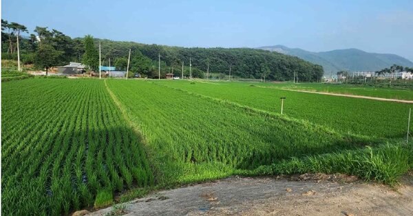 충청남도 보령시 웅천읍 구룡리 OOOOO 답 경매 물건 이미지