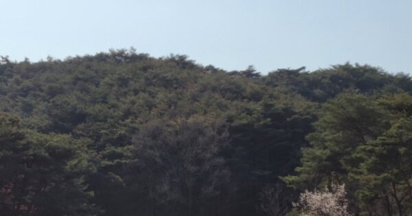 경상북도 포항시 북구 장성동 OOOOOOO 임야 경매 물건 이미지