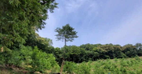 경기도 양평군 옥천면 아신리 OOO 임야 경매 물건 이미지
