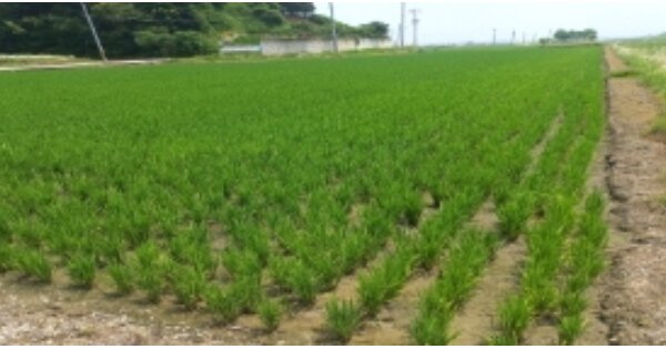 경기도 평택시 팽성읍 석근리 OOOO 답 경매 물건 이미지