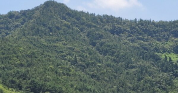 전라남도 보성군 득량면 도촌리 OOOOOO 임야 경매 물건 이미지