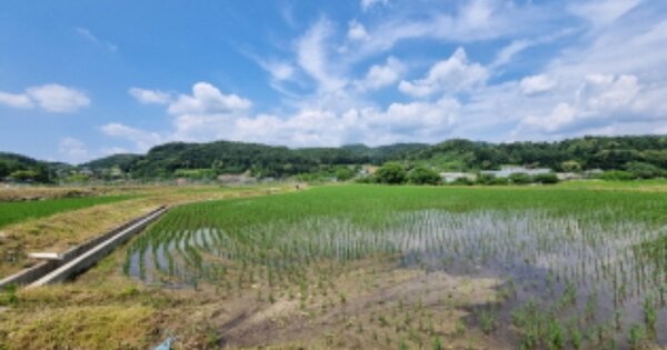 경기도 가평군 상면 행현리 OOOOO 답 경매 물건 이미지
