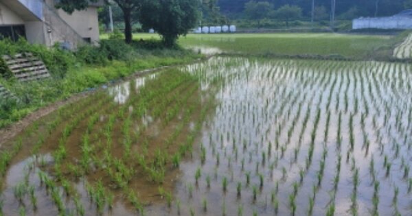 울산광역시 울주군 두서면 구량리 OOO O OOO 대지 경매 물건 이미지