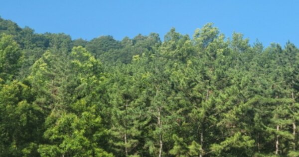 경상북도 경산시 용성면 고죽리 OOO 임야 경매 물건 이미지
